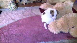 Jack Russel Terjer Trischa