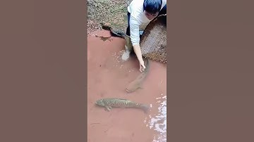 Catching process of the grass carp in the stream