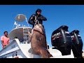 Гигантский Морской Окунь. Подводная Охота. Giant Goliath Grouper. Spearfishing