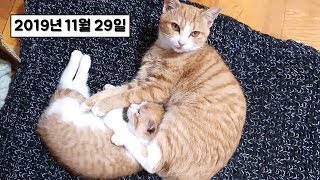 새끼 고양이 다섯마리(2019년11월29일)