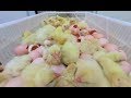 Take a 360° Virtual Reality Tour of a Chicken Hatchery