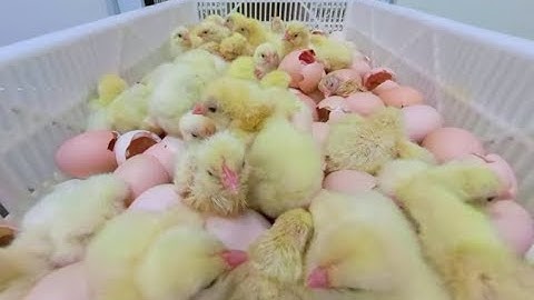 Take a 360° Virtual Reality Tour of a Chicken Hatchery