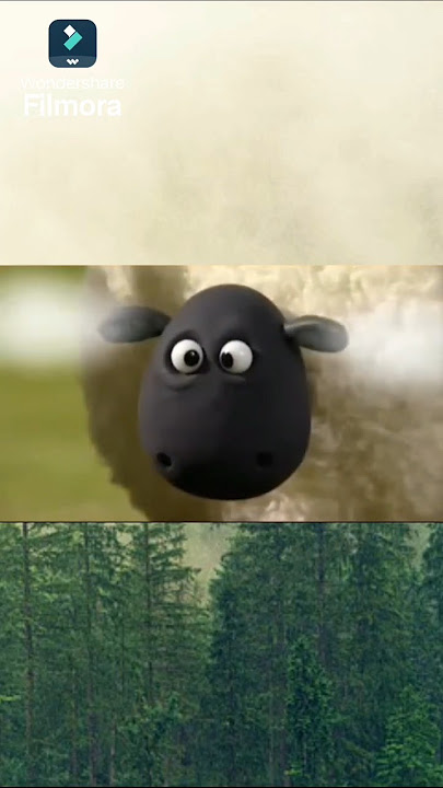 Shirley blows steam from her ears 😹😤😌🐑 (Credit to @immorti, @ShauntheSheep )