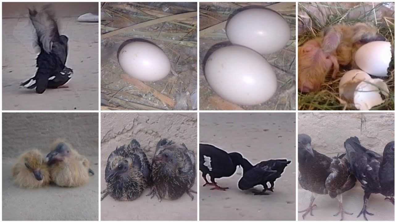 The pigeon gave the children a square | bache ki vedeo