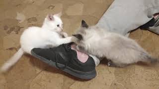 Kitten Attack!!