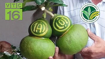 Độc đáo bưởi hồ lô đón Tết giá tiền triệu | VTC16