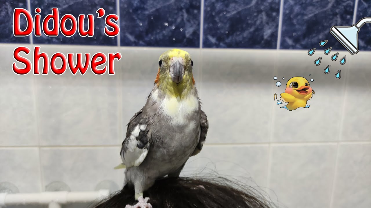 Cockatiel takes a shower YouTube