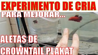 Betta Crowntail Plakat Betta Fish Crowntail Plakat