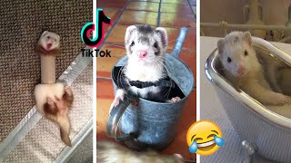 Extreme Funny Ferrets TikTok Compilation