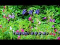 [영상詩]  봉선화  - 초정 김상옥 詩, 전문수록 🌴🌿🌻🍒🍓