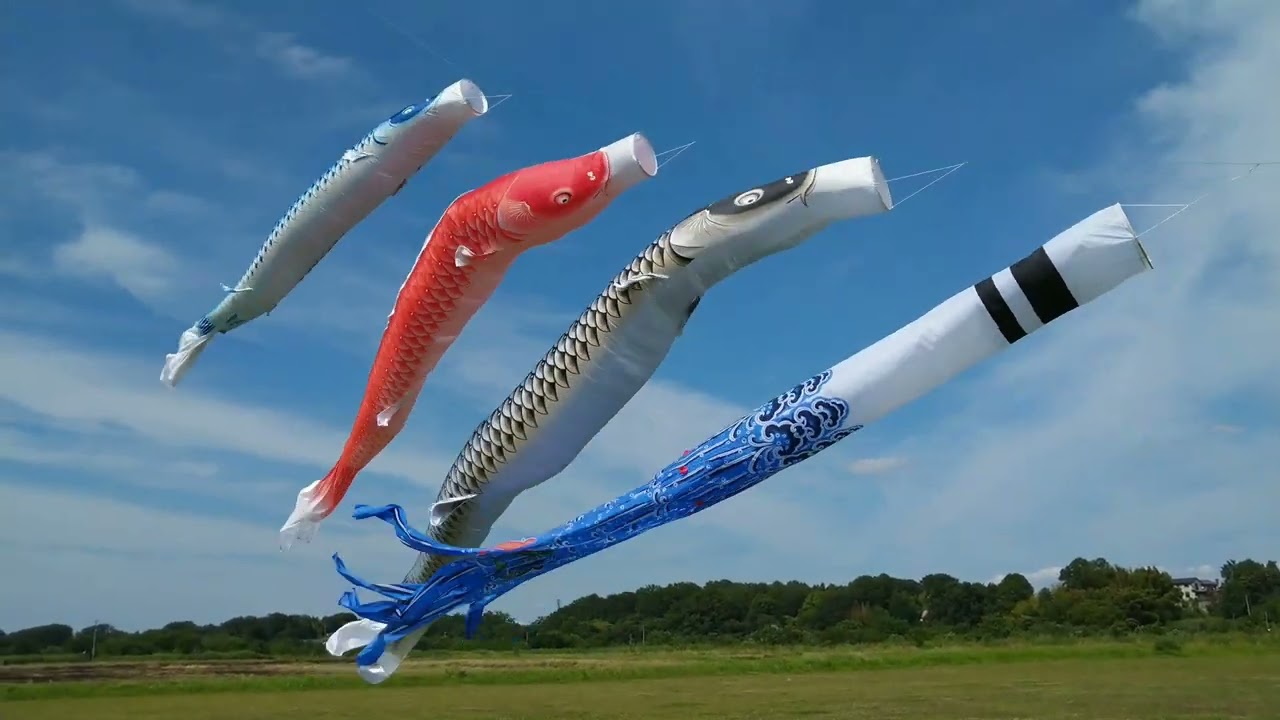 🎏鯉のぼり】龍王染本舗 翔鯉 2mセット【揚げてみた】 - YouTube