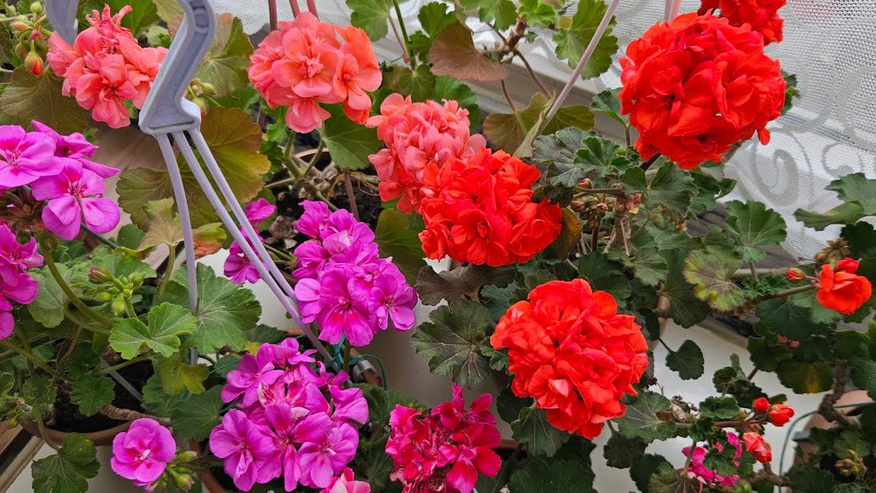 📣SARDUNYA ÇİÇEĞİNİ SICAKLARDAN  KORUNMAK İÇİN NELER YAPILMALI ⁉️#sardunya #çiçekbakımı #flowers