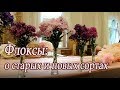 Флоксы: о старых и новых сортах