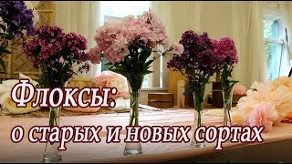 Флоксы: о старых и новых сортах