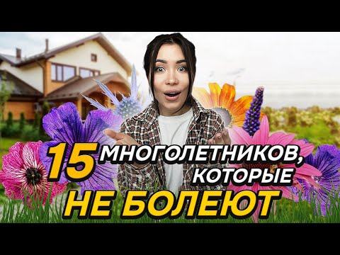 🔥БЕСПРОБЛЕМНЫЕ многолетники : не болеют НИКОГДА (или почти никогда)