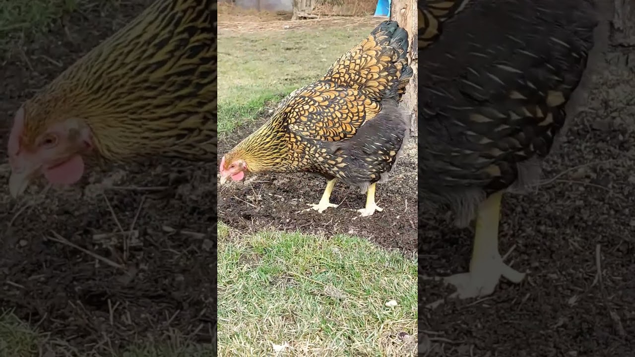 инстаграмм: elitechik