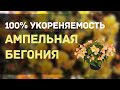 ДЕЛЮСЬ УНИКАЛЬНЫМ И ПРОСТЫМ СПОСОБОМ 100 % УКОРЕНЕНИЯ БЕГОНИИ АМПЕЛЬНОЙ