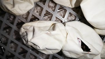 Carpet Python hatching