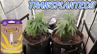 GRANNY CANDY TRANSPLANTED INTO 2X2!!
