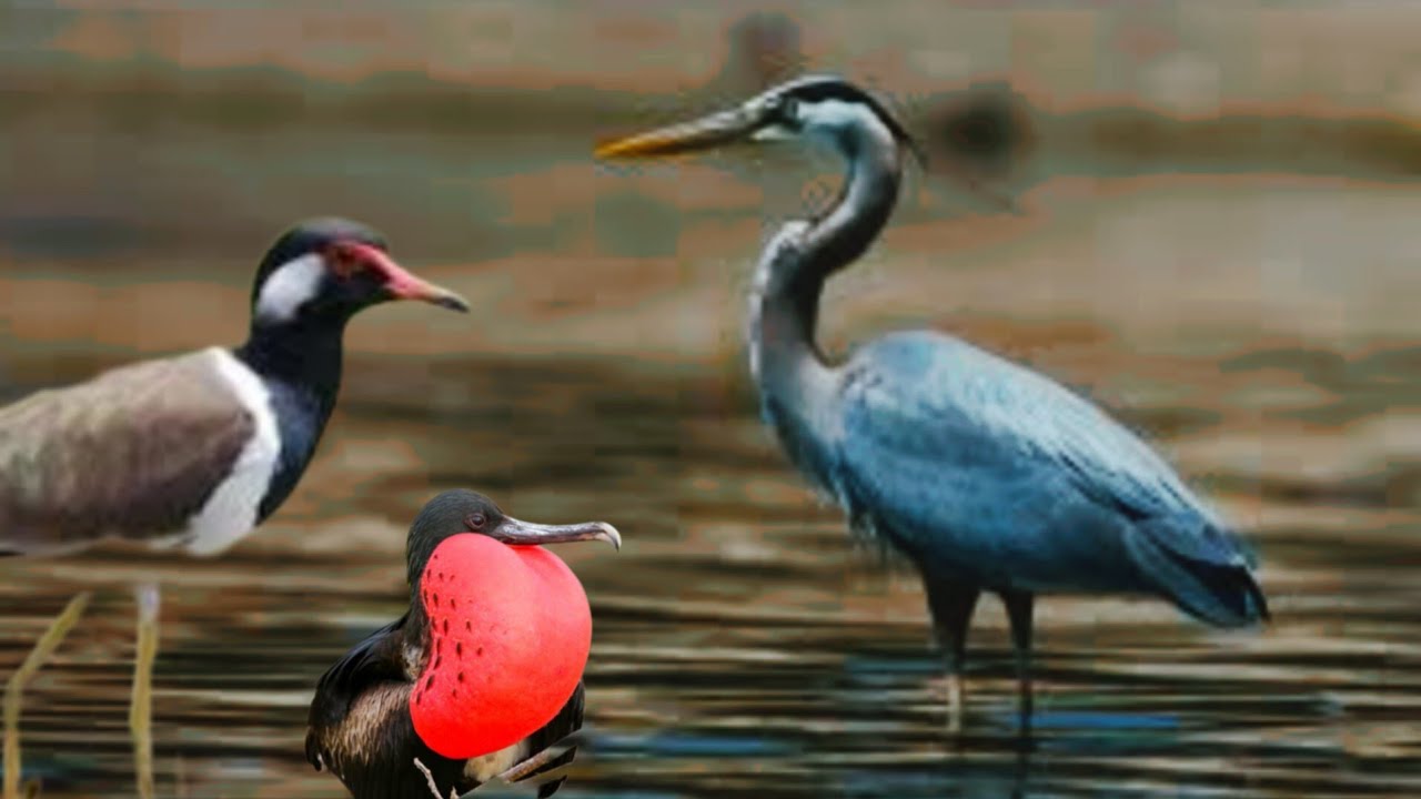 Common kestrel birds |  Great blue heronBirds |Loons Birds | Javan lapwing Birds | Great frigatebird