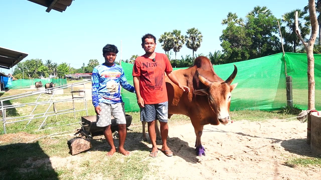 เยี่ยมคอกวัวชน สนามปากพล แดงงามโชคไพบูลย์ (ท่านทอง)