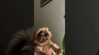 The dog’s bone was taken away / an evil dog / Yorkshire Terrier / the dog stole a large bone.