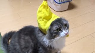 果物をかぶった猫 ノルウェージャンフォレストキャットCat wear fruit.Norwegian Forest Cat.
