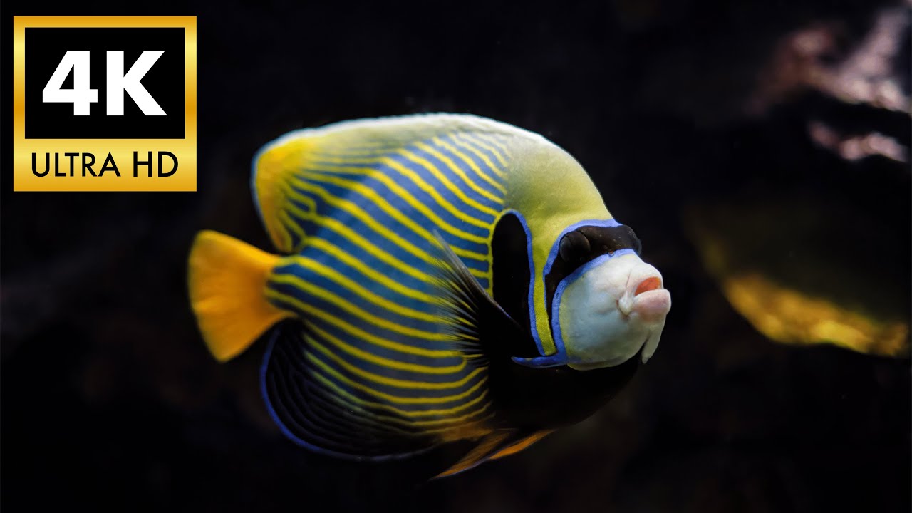 Relaxing Emperor Angelfish in 4K HDR: Aquarium Background Video | Nature's Best Colors