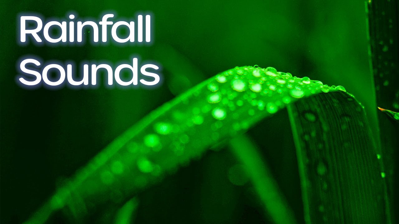 Slow Rainfall Drops on a Green Leaf | White Noise | Relaxing Sounds