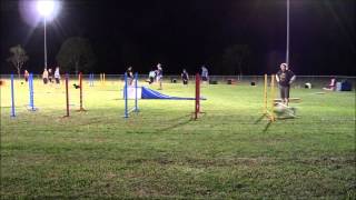 Agility training with Obi - first jump grid