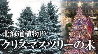 クリスマスツリー Youtube クリスマスツリー Youtube