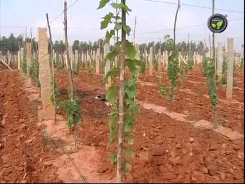 Climate and Soil Suitable for  Grape Cultivation