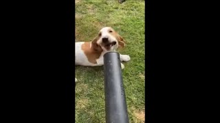 Dog Keeps Biting at Air Coming Out of Leaf Blower and Doesn’t Give Up