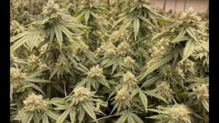 720W grow light,2.9 umol/J,PPF 2088umol/s,full spectrum,660nm,dimming system#growlights #led