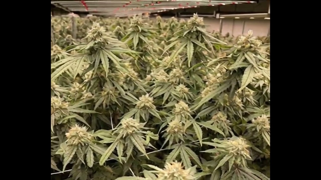 720W grow light,2.9 umol/J,PPF 2088umol/s,full spectrum,660nm,dimming system