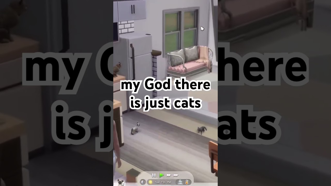 Legends say this is how crazy cat lady’s are made 🐱