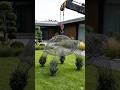 Luxury Turtle Topiary Design 🐢 | Beautiful Garden Sculpture #shortvideo #viral #ytshorts