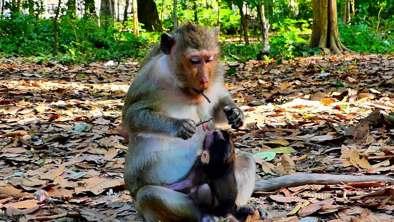 She had a s-ad face and was feeding her baby milk.