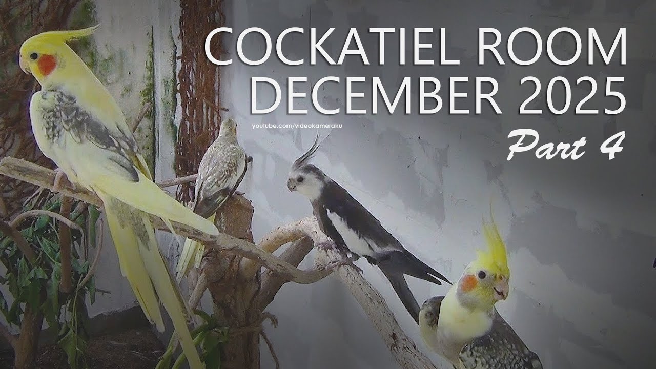 Cockatiel Room: December 2025 - Part 4