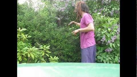 BEE-NOURCHERING . HOW TO PERSUADE A SWARM OF BEES