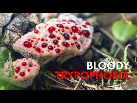 Bleeding Tooth Fungus: A Bloody Nightmare