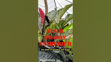 🐉Why every collector wants the Gothic Black Dragon Anthurium