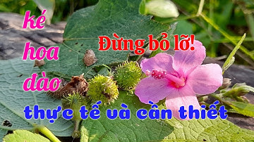 ké hoa đào. bài thuốc tác dụng rất thực tế rất cần thiết bạn không thể bỏ qua. THẢO DƯỢC VIỆT NAM