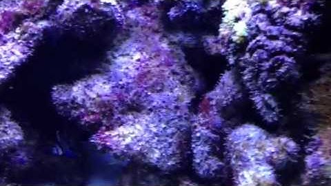 Paul Talbot talking about reef aquarium salinity and algae