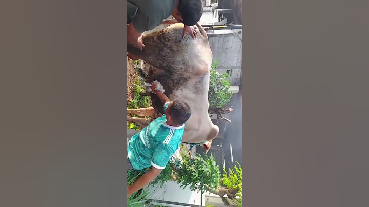 Alhamdulillah Qurban lagi...