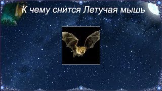 К чему снится Летучая мышь (Сонник) К чему снится Летучая мышь (Сонник)