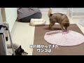 いなくなった同居犬？