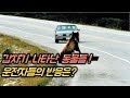 동물 vs 차 충돌 모음[로드킬 주의]