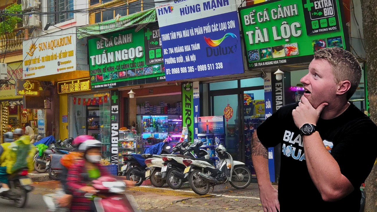 Vietnam's Best LFS? Comparing Hanoi’s Pet Street Aquarium Stores