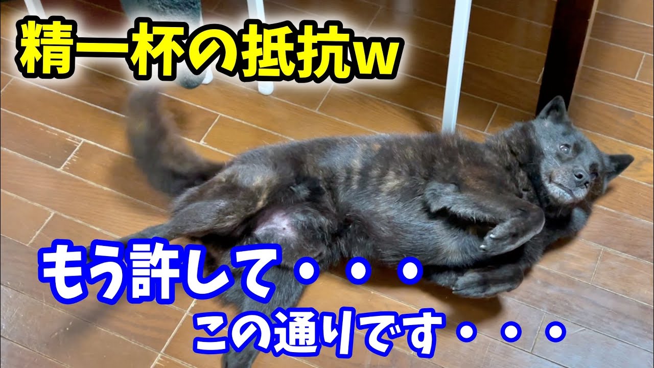 甲斐犬一休、耳薬が嫌で一生懸命抵抗する